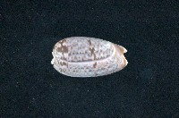 藏品(寡婦榧螺)的圖片